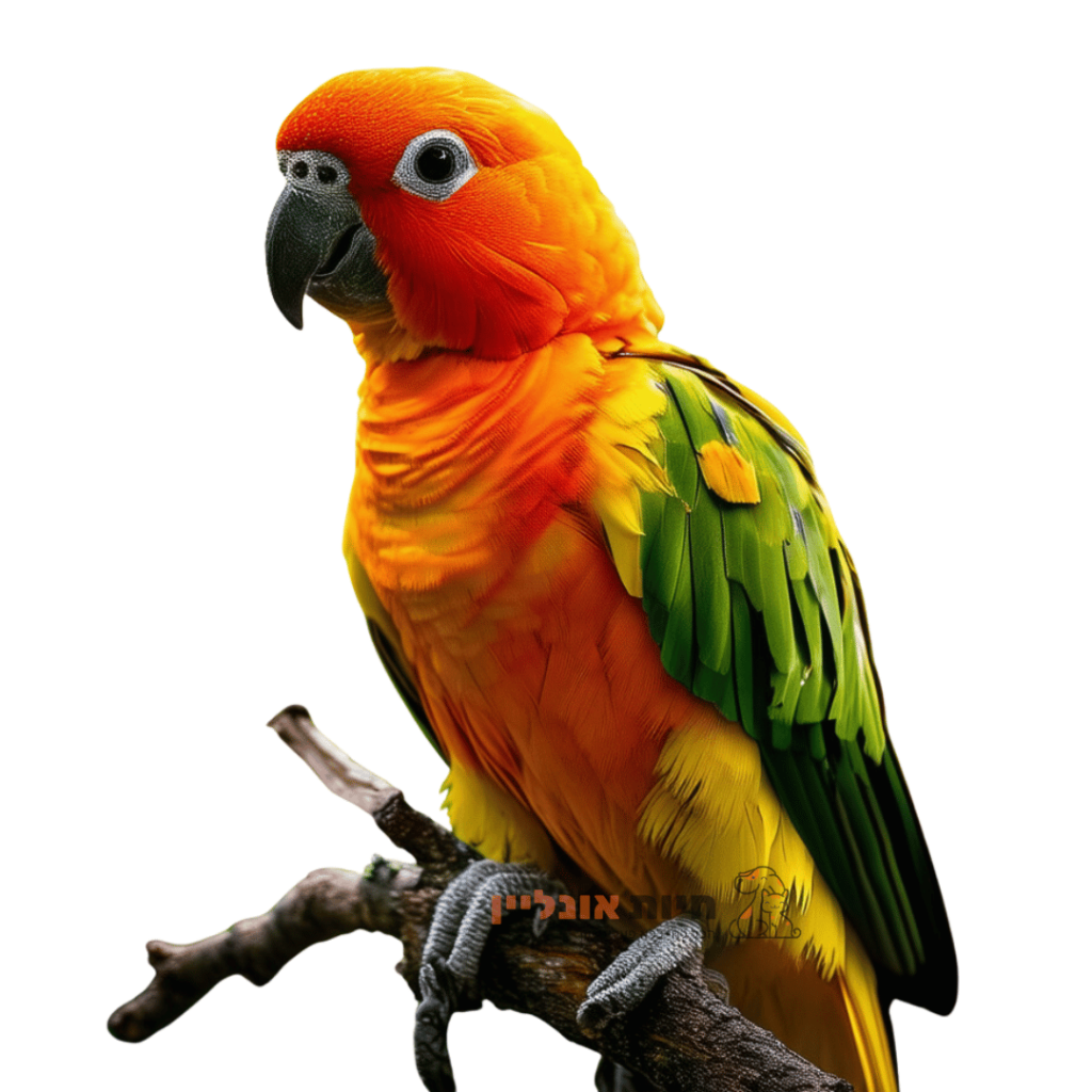 קוניור שמש- SUN CONURE