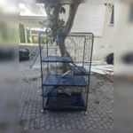 כלוב לצ’ינצ’ילה- גדול D801- יד שניה